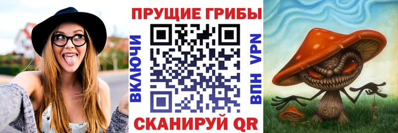 Псилоцибиновые грибы Psilocybe  Алатырь 